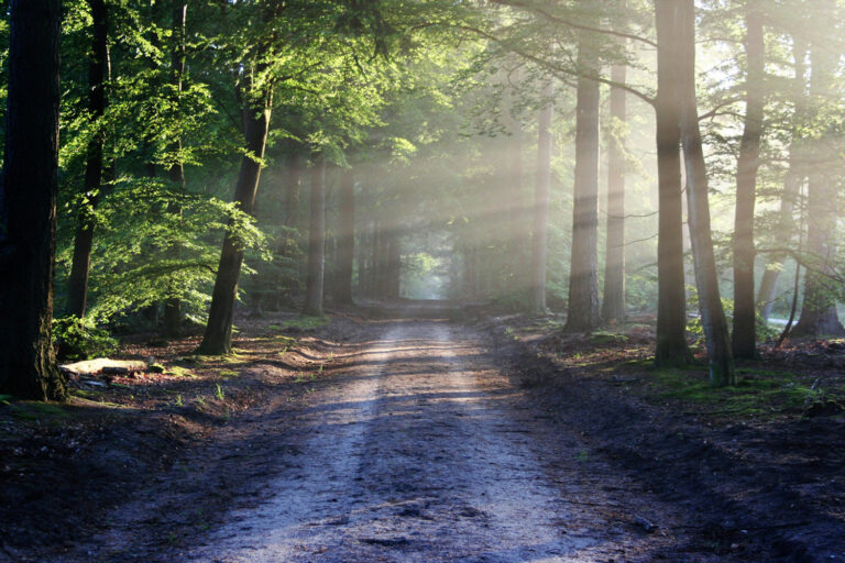 Auf dem Bild ist ein Waldweg zu sehen, von rechts oben fallen Sonnenstrahlen in das Bild.