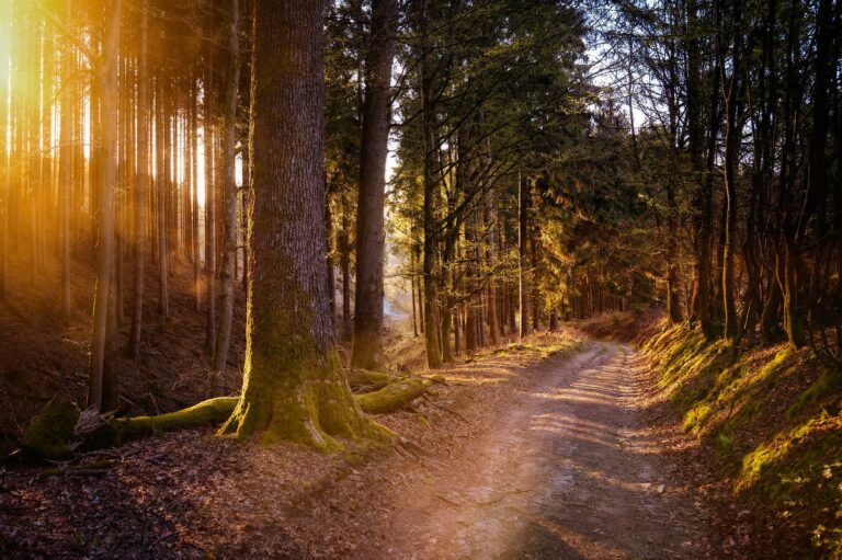 Pfad im Wald